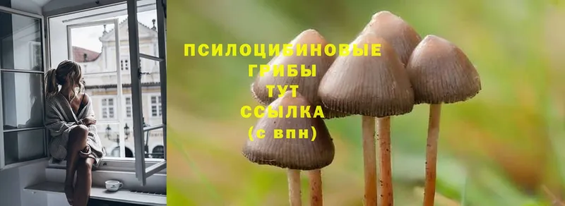 Галлюциногенные грибы Cubensis  Владикавказ 